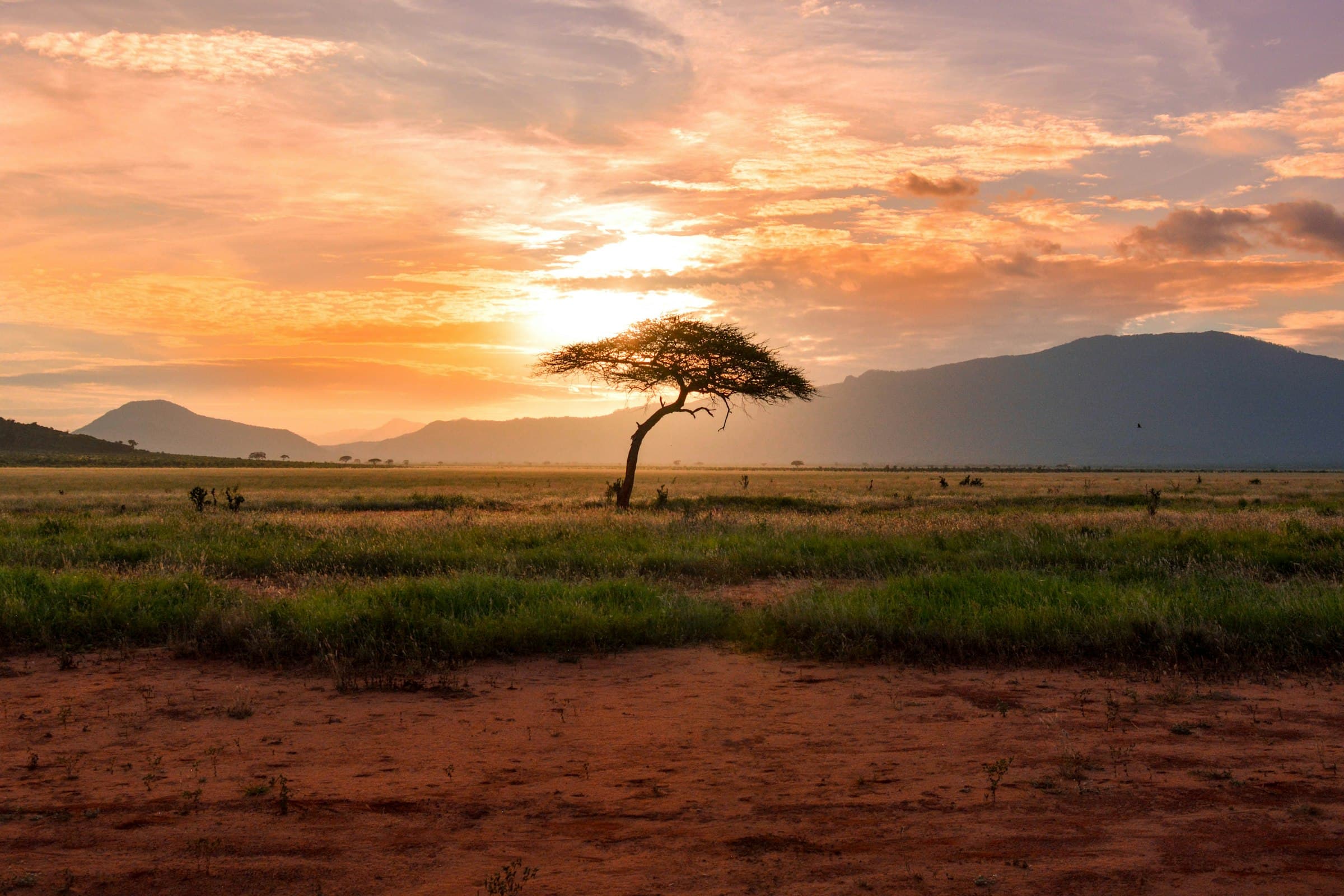 Solitary acacia tree silhouetted against a golden African sunset over open savanna