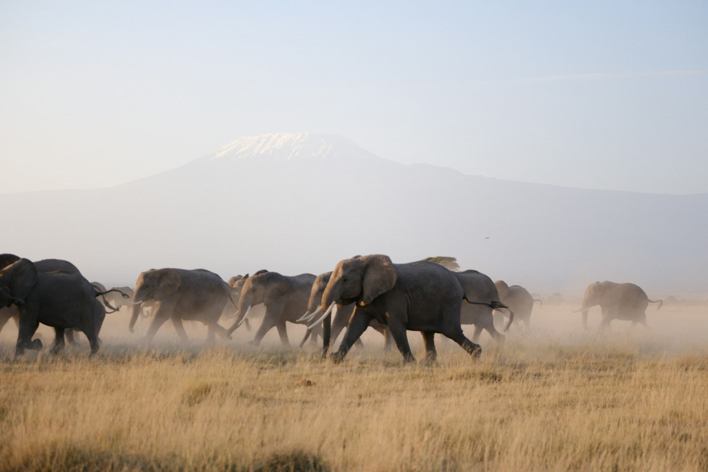 A herd of elephants walking across the dry grassland of Amboseli National Park