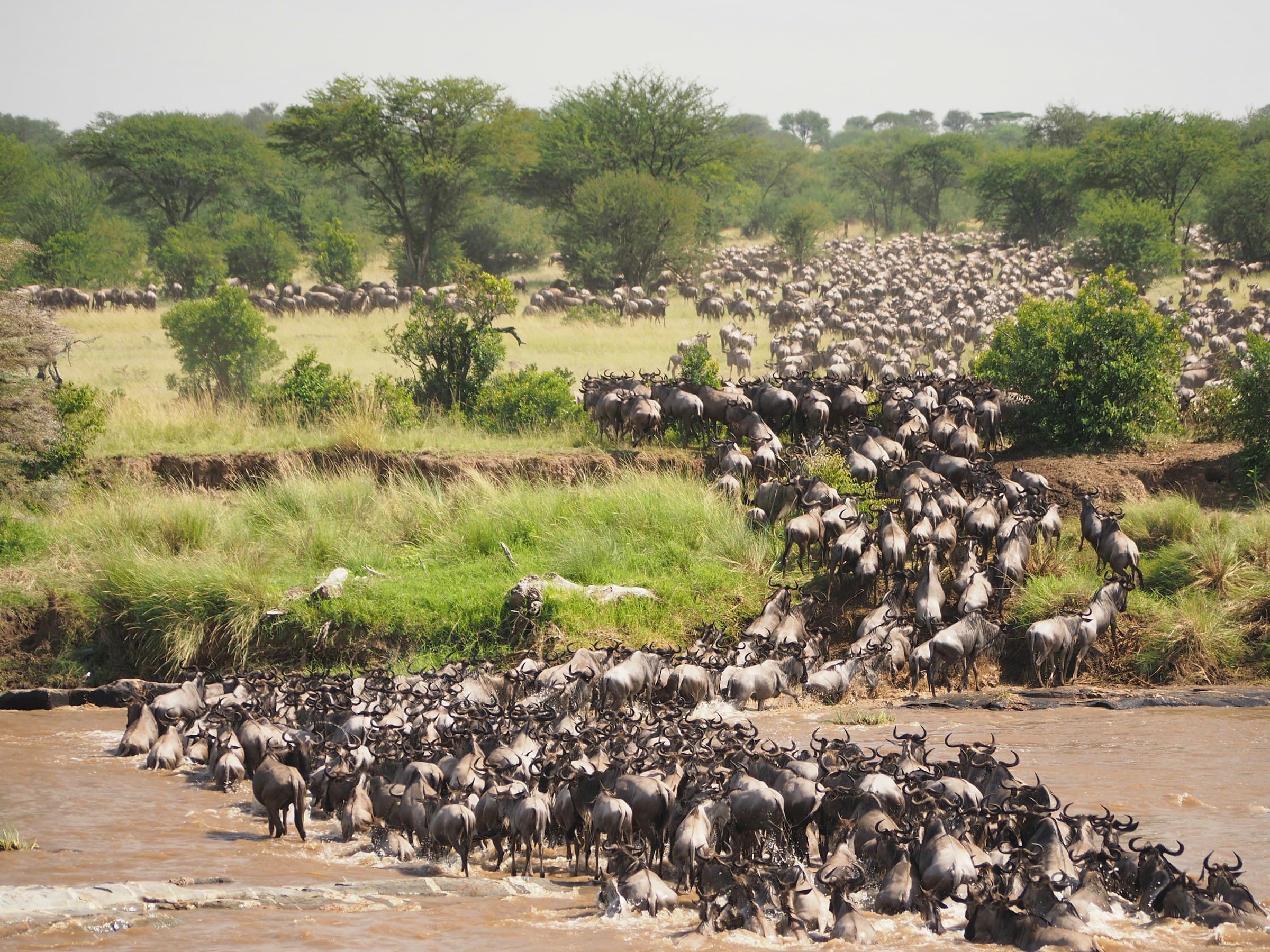 A large herd of wildebeest crossing a muddy river during the Great Migration in the Serengeti