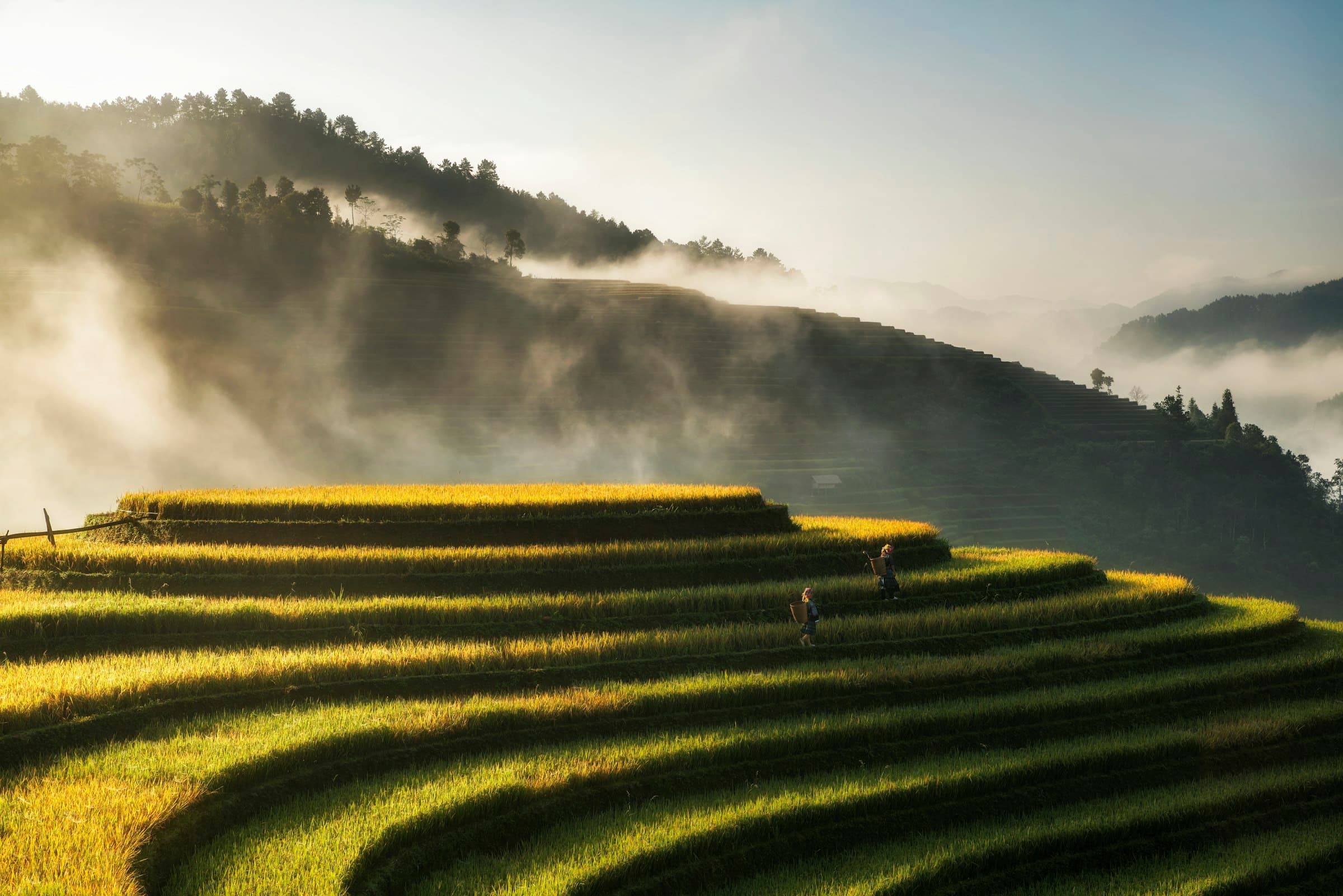 Golden terraced rice fields at dawn in Mu Cang Chai, Vietnam, with two people walking through