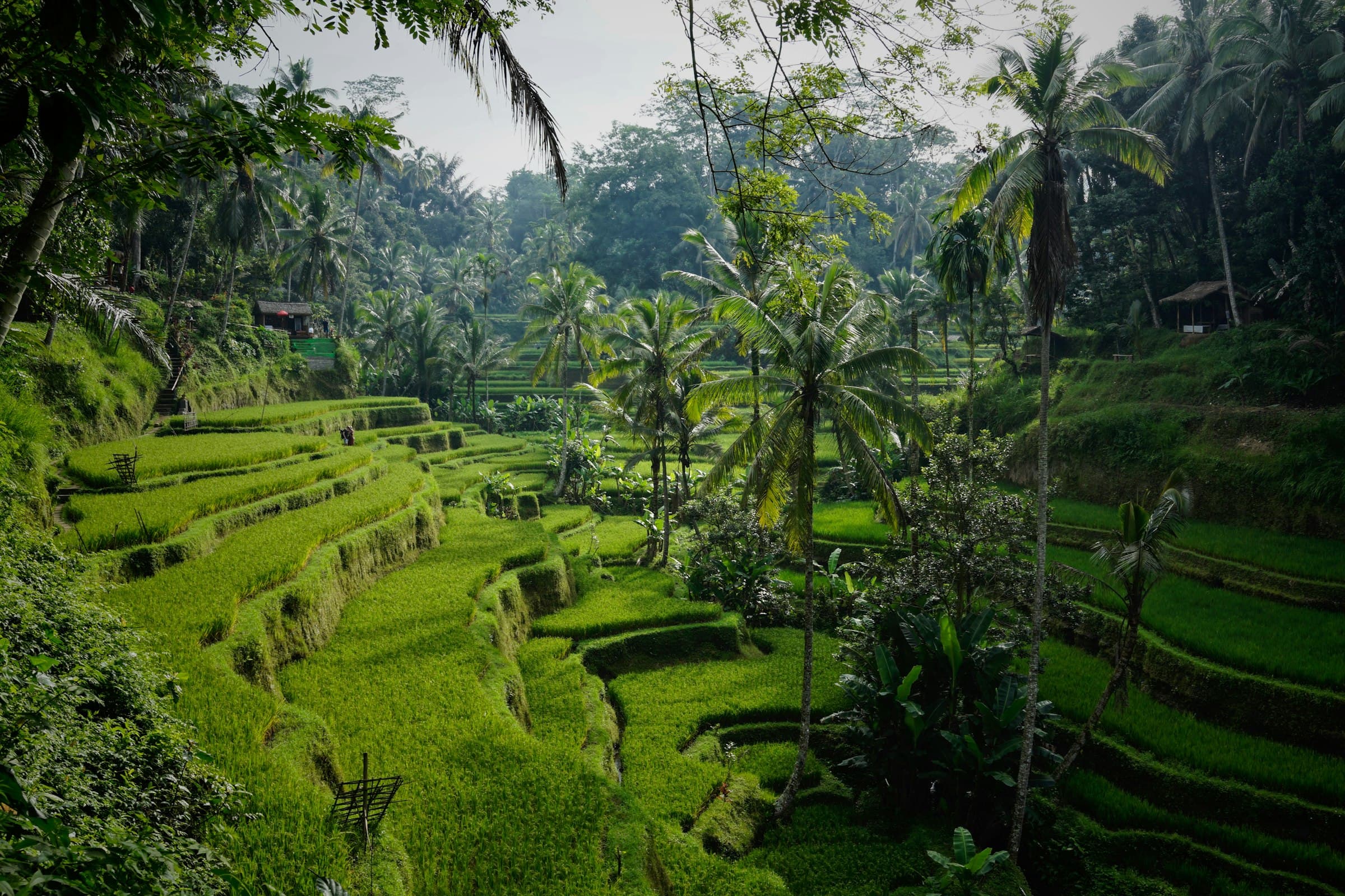 Lush green rice terraces with palm trees in Tegelalang, near Ubud, Bali