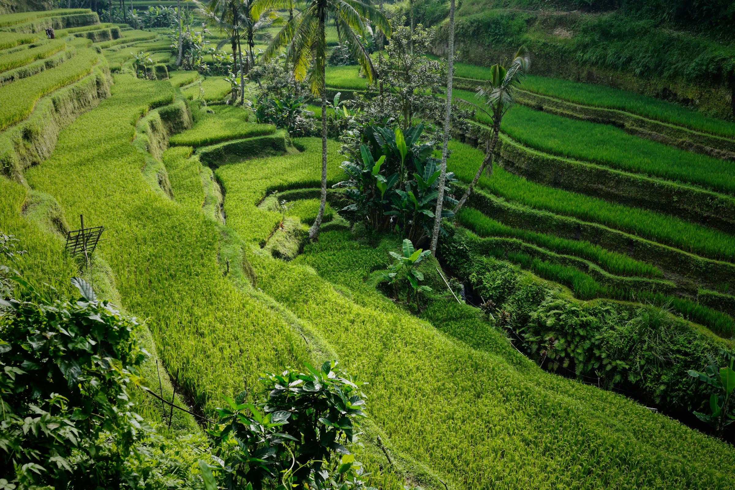 Layered green rice terraces carved into a hillside in Indonesia