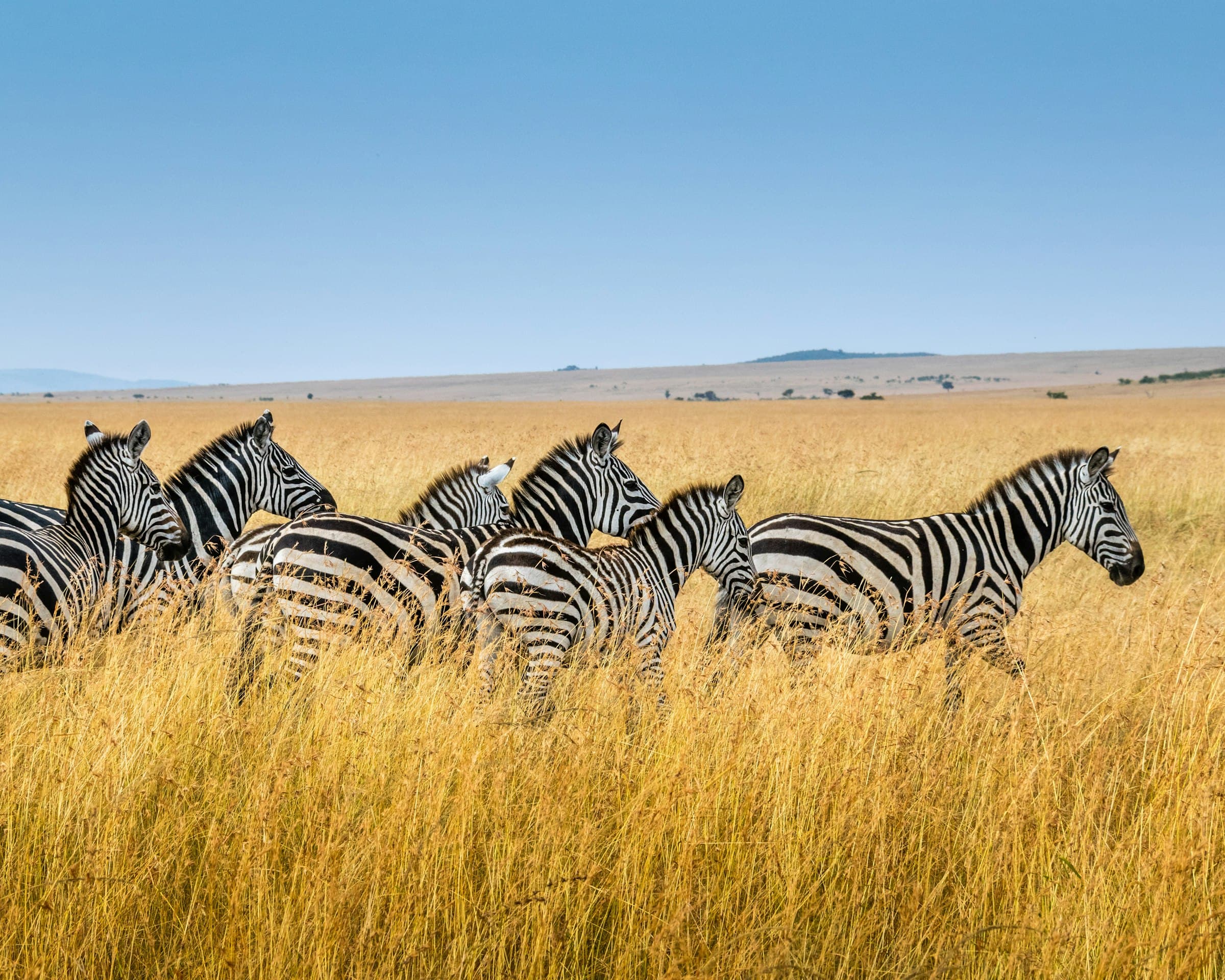 A herd of zebra walking across open grassland in Kenya