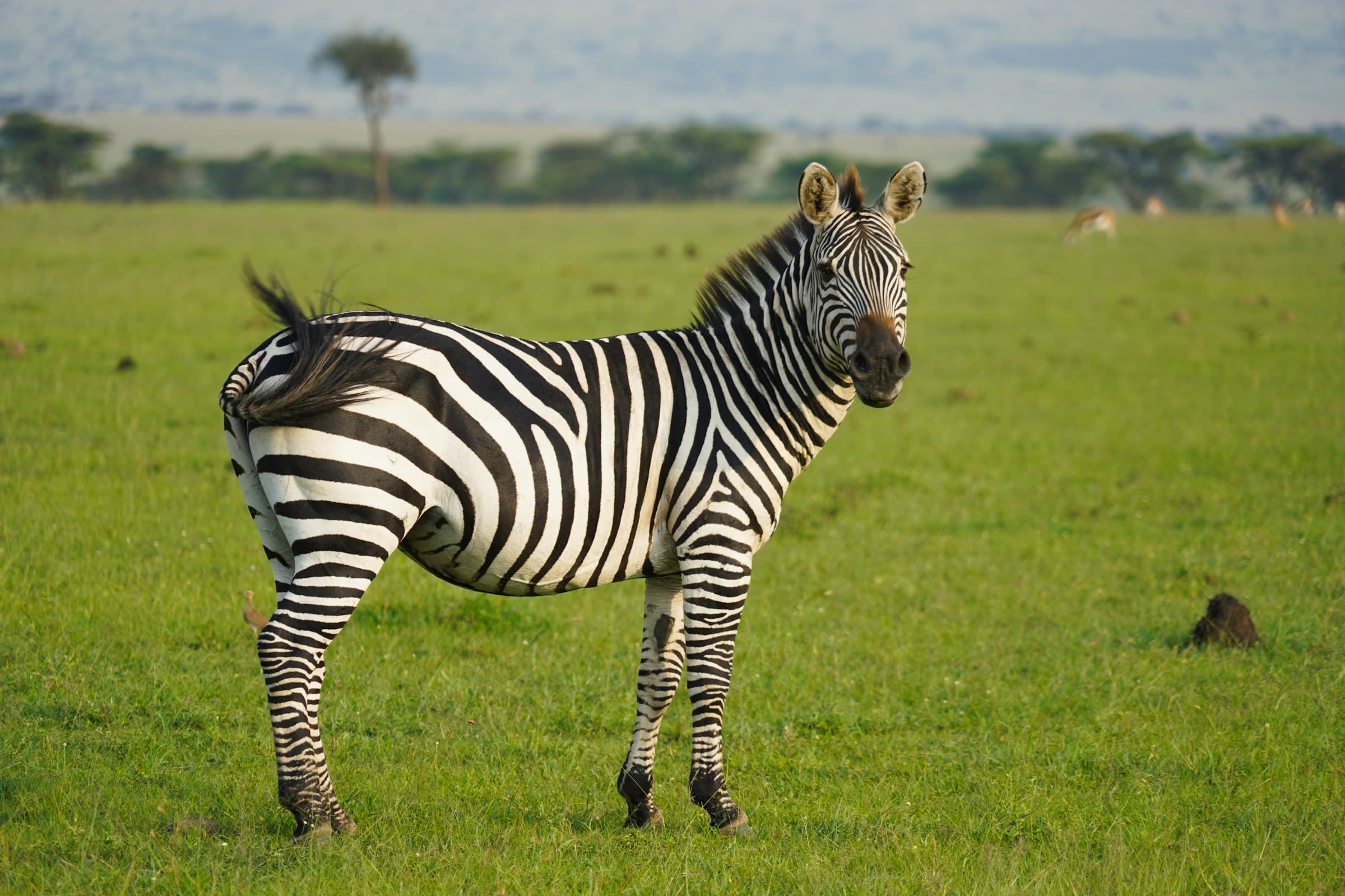 Zebra grazing on the open grassland of the Maasai Mara at daytime