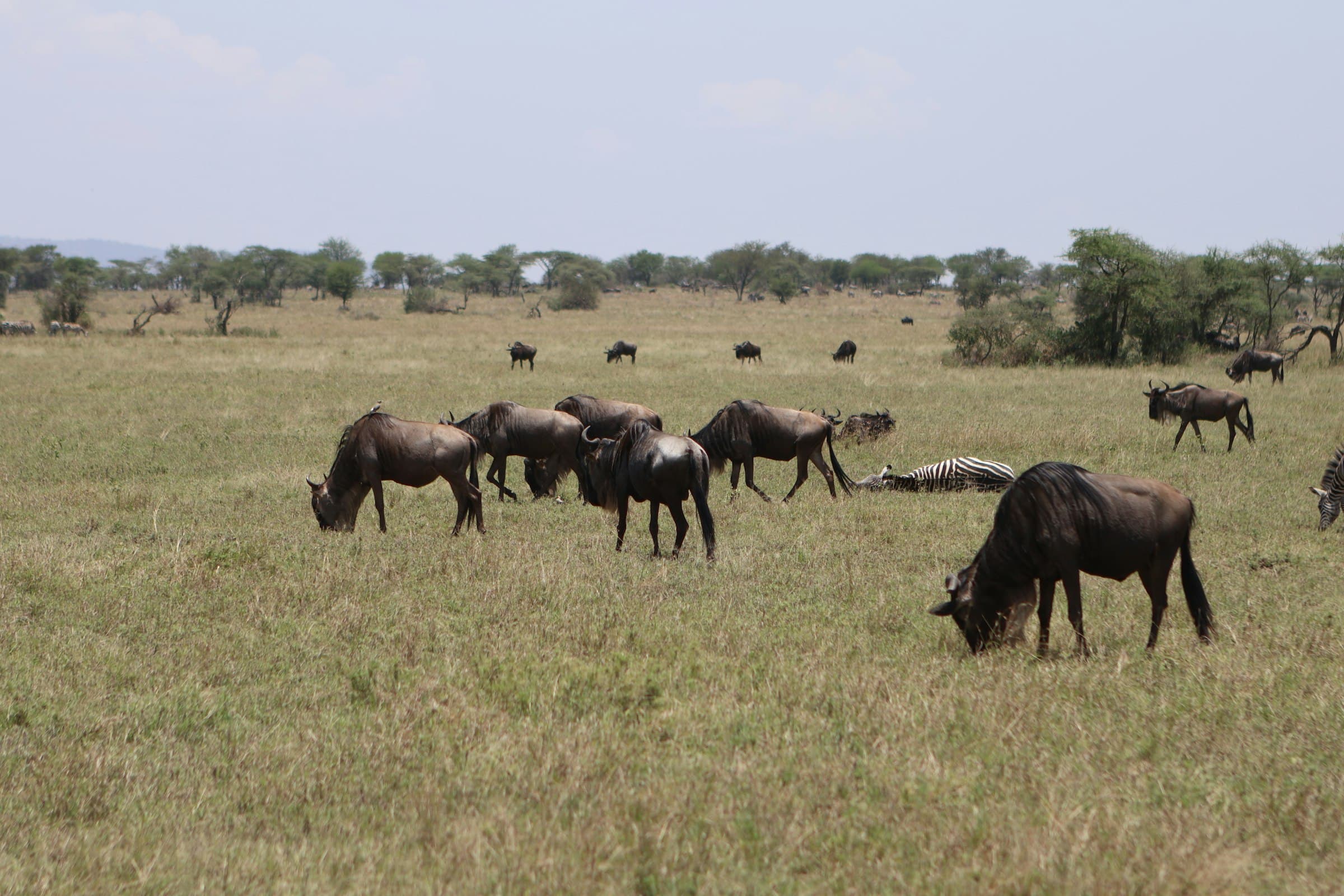 Wildebeest grazing across the vast open plains of the Serengeti