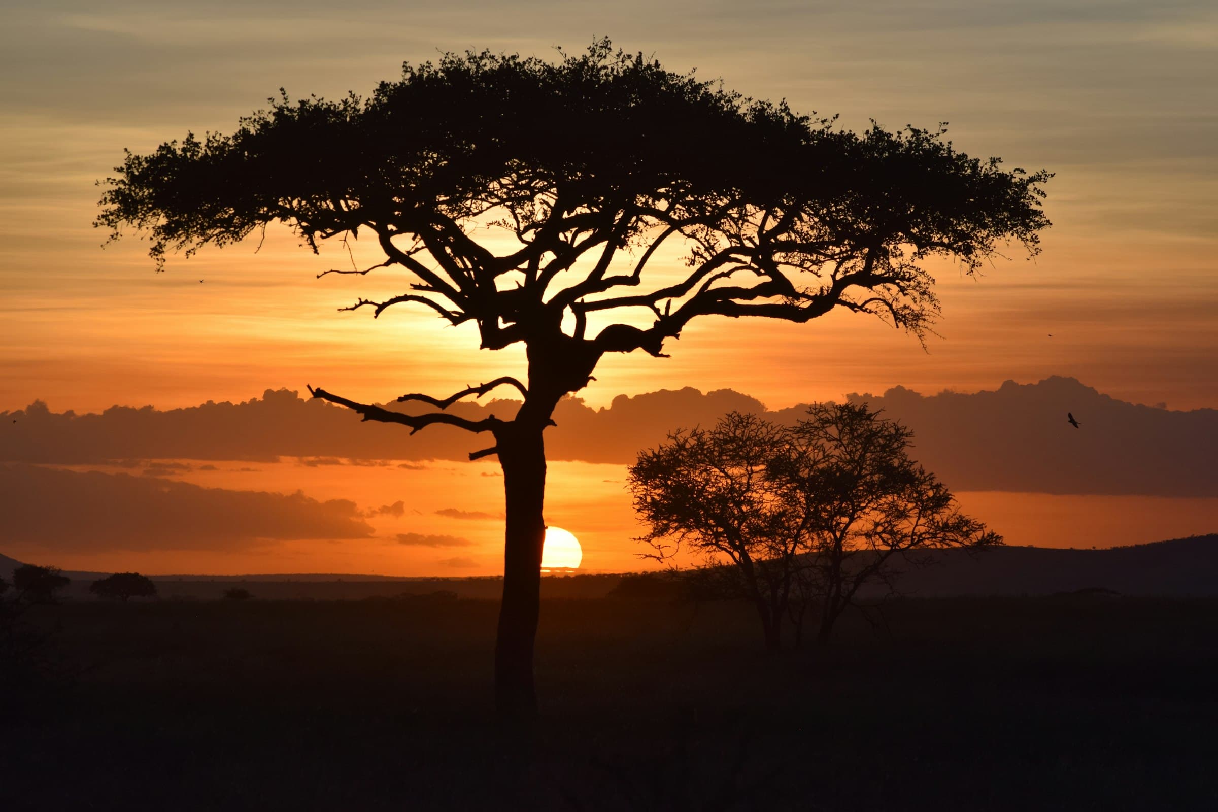 Acacia trees silhouetted against a warm sunset on the Tanzanian savanna