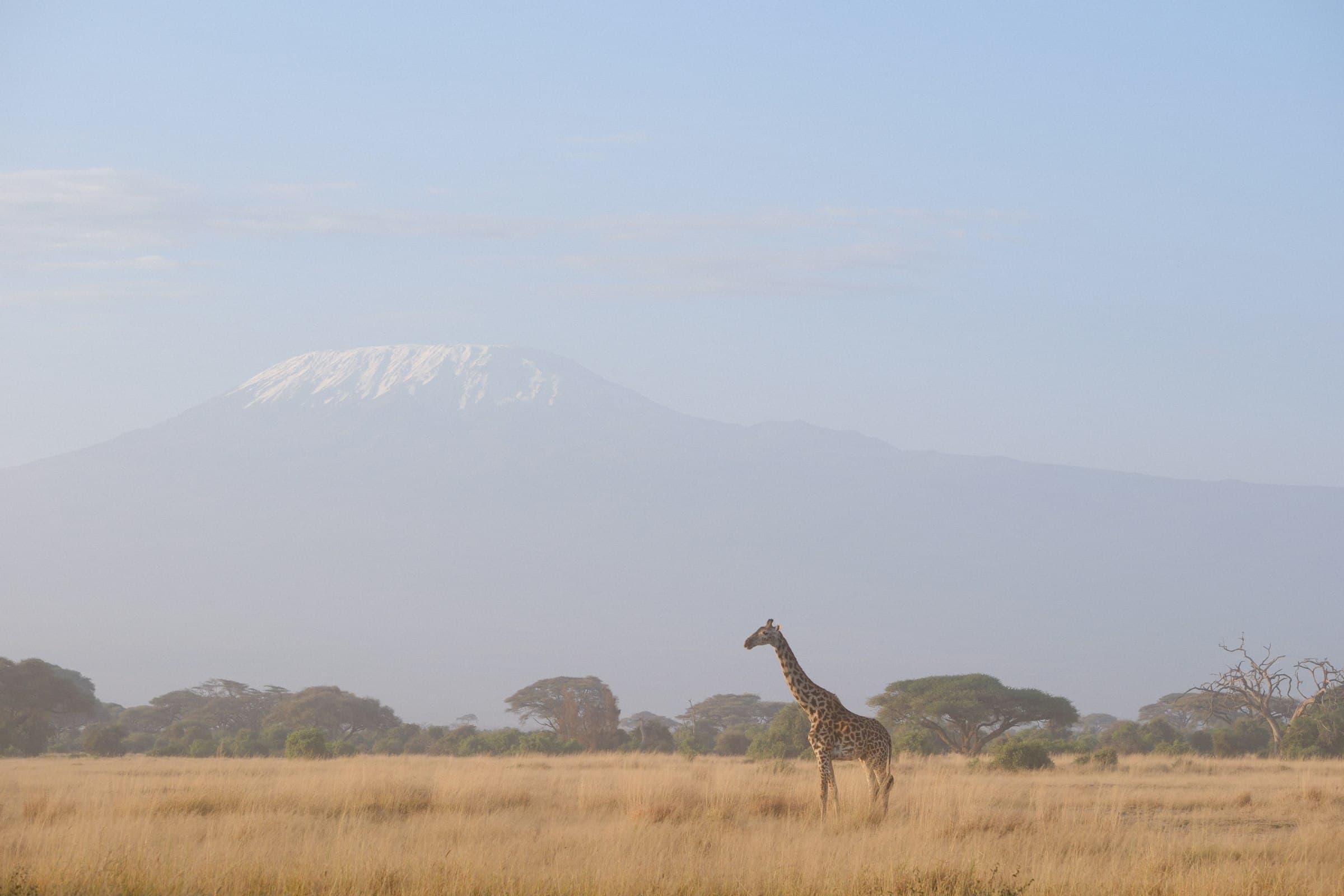 A lone giraffe on golden grassland in Amboseli National Park, with snow-capped Mount Kilimanjaro rising through the morning haze behind