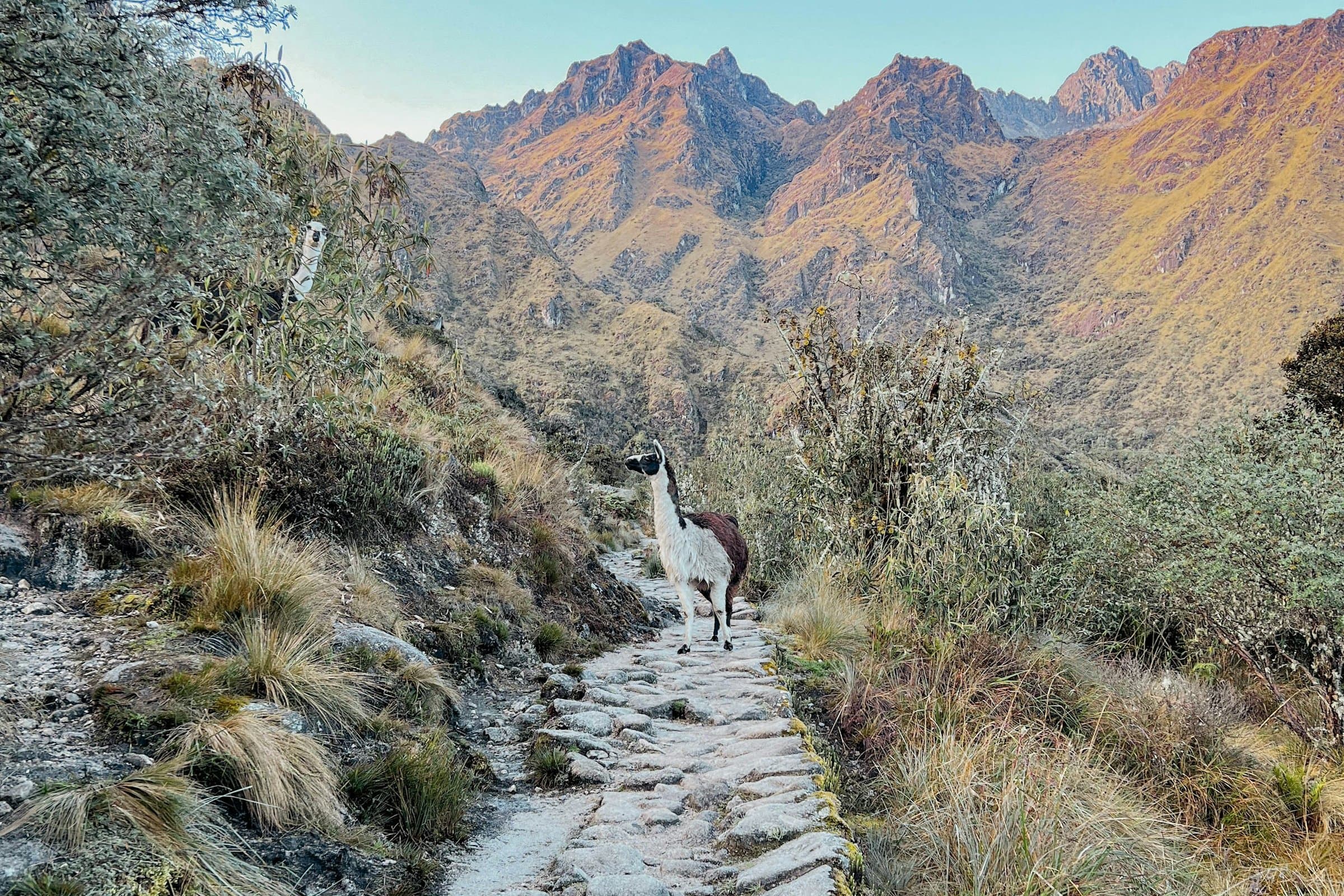 A llama standing on the stone-paved Inca Trail with sunlit Andean peaks behind, near Cusco, Peru