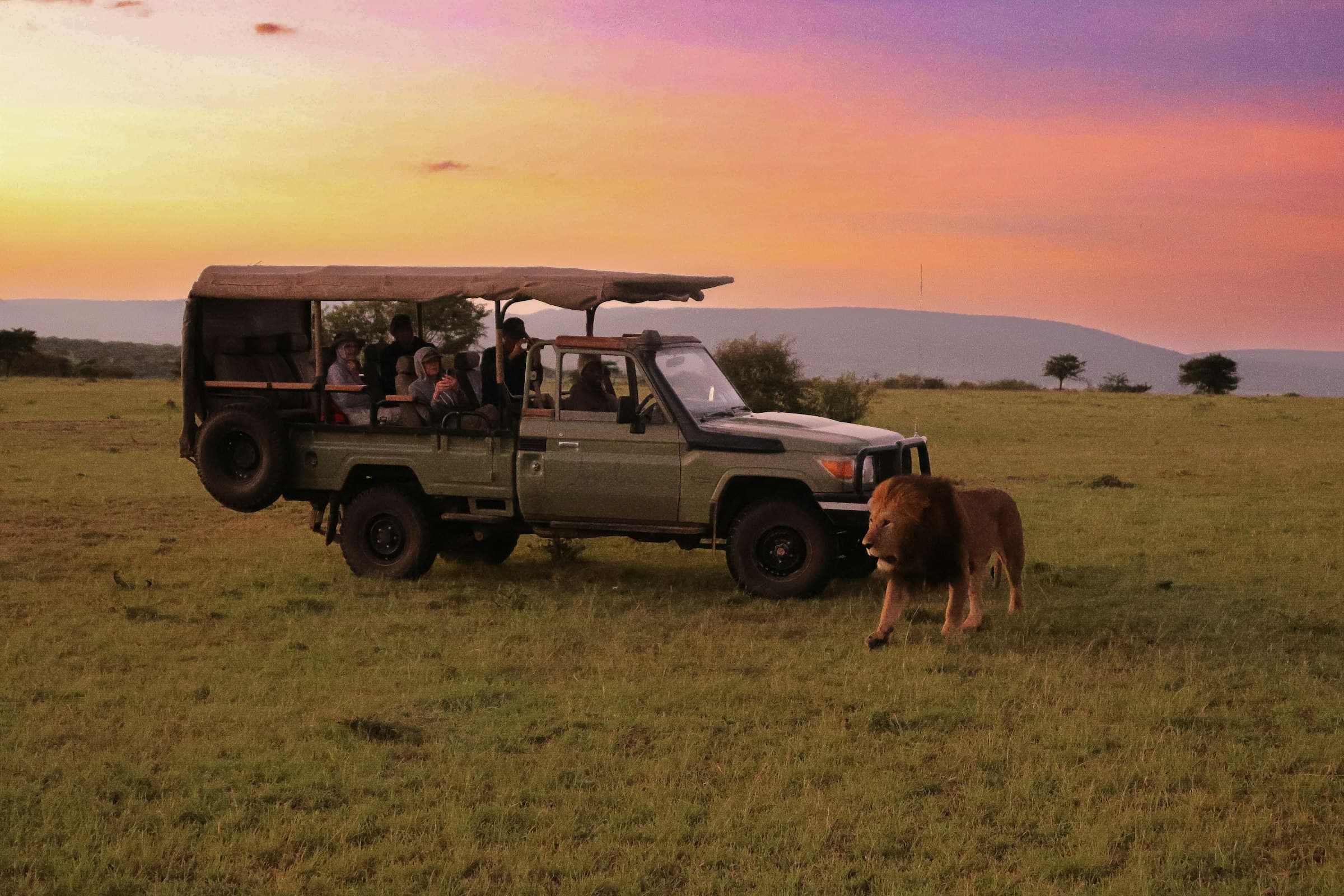 A safari vehicle with passengers watching a lion resting in the grass at sunrise